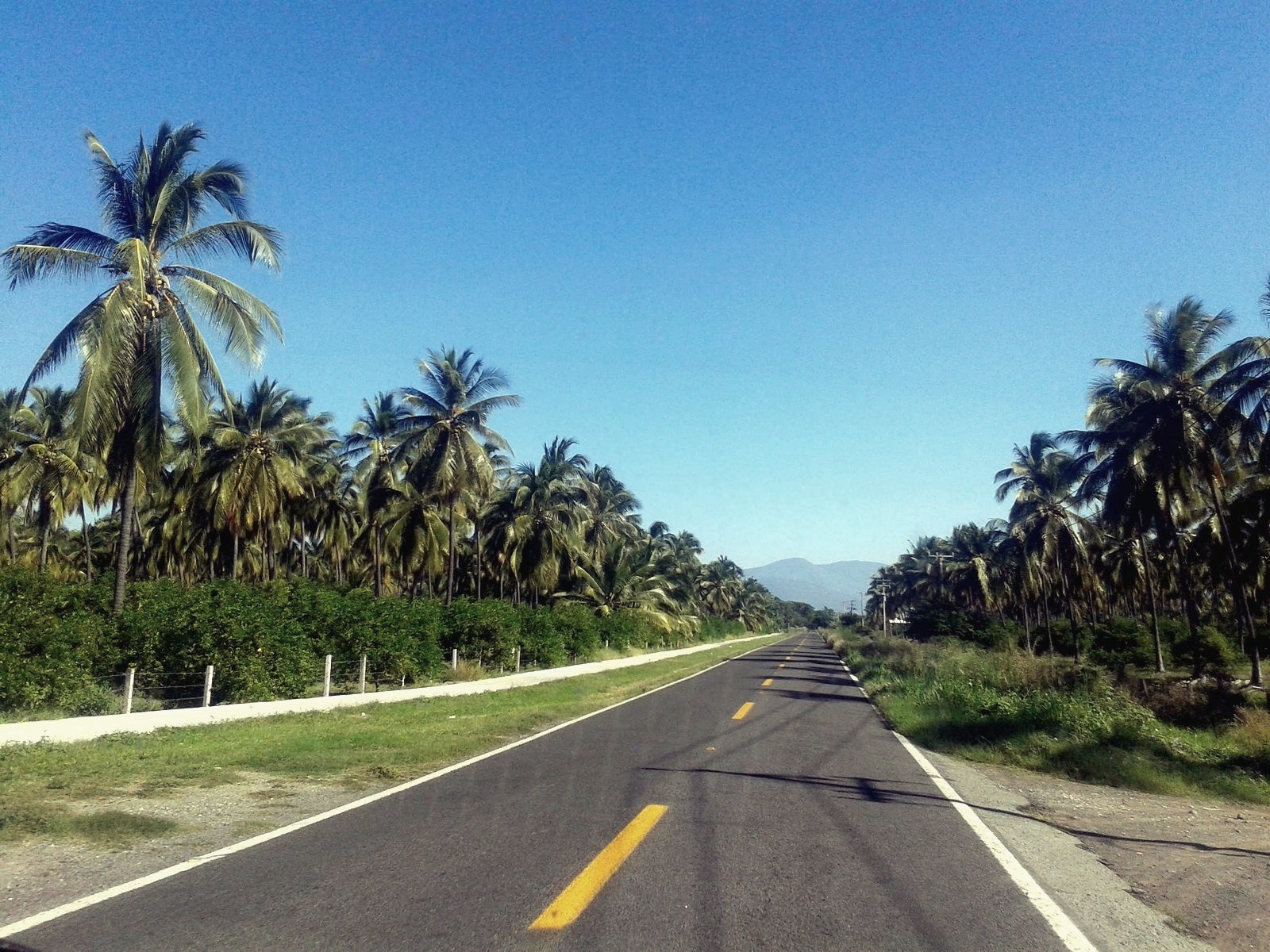 La carretera Panamericana entre palmerales, en México
