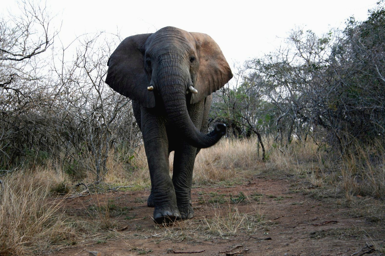 Elefante en el parque del humedal de iSimangaliso, Sudáfrica